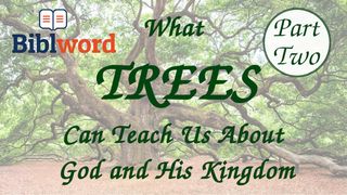 What Trees Can Teach Us About God and His Kingdom — Part Two John 5:25-47 New International Version