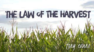 The Law Of The Harvest Philippians 4:10-13 New Living Translation