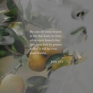 John 15:1-11 - I am the true vine, and my Father is the husbandman. Every branch in me that beareth not fruit, he taketh it away: and every branch that beareth fruit, he cleanseth it, that it may bear more fruit. Already ye are clean because of the word which I have spoken unto you. Abide in me, and I in you. As the branch cannot bear fruit of itself, except it abide in the vine; so neither can ye, except ye abide in me. I am the vine, ye are the branches: He that abideth in me, and I in him, the same beareth much fruit: for apart from me ye can do nothing. If a man abide not in me, he is cast forth as a branch, and is withered; and they gather them, and cast them into the fire, and they are burned. If ye abide in me, and my words abide in you, ask whatsoever ye will, and it shall be done unto you. Herein is my Father glorified, that ye bear much fruit; and so shall ye be my disciples. Even as the Father hath loved me, I also have loved you: abide ye in my love. If ye keep my commandments, ye shall abide in my love; even as I have kept my Father’s commandments, and abide in his love. These things have I spoken unto you, that my joy may be in you, and that your joy may be made full.