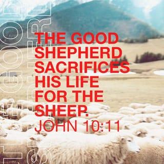 John 10:11-18 - “I am the good shepherd. The good shepherd lays down his life for the sheep. The hired hand is not the shepherd and does not own the sheep. So when he sees the wolf coming, he abandons the sheep and runs away. Then the wolf attacks the flock and scatters it. The man runs away because he is a hired hand and cares nothing for the sheep.
“I am the good shepherd; I know my sheep and my sheep know me— just as the Father knows me and I know the Father—and I lay down my life for the sheep. I have other sheep that are not of this sheep pen. I must bring them also. They too will listen to my voice, and there shall be one flock and one shepherd. The reason my Father loves me is that I lay down my life—only to take it up again. No one takes it from me, but I lay it down of my own accord. I have authority to lay it down and authority to take it up again. This command I received from my Father.”