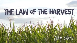 The Law Of The Harvest Philippians 4:10-14 The Message