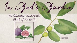 In God’s Garden  Genesis 1:11 New American Standard Bible - NASB 1995
