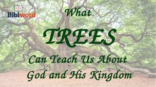 What Trees Can Teach Us About God and His Kingdom Isaiah 11:1-5 The Message