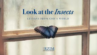 Look at the Insects: Lessons From God’s World   Proverbs 6:6 New American Standard Bible - NASB 1995