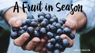 A Fruit In Season 2 Peter 3:14-18 The Message