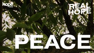 Real Hope: Peace Psalms 4:8 New Living Translation
