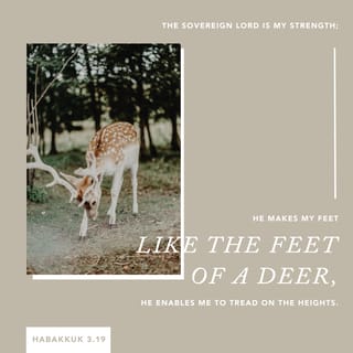 Habakkuk 3:19 - The LORD my Lord is my strength;
he makes my feet like those of a deer
and enables me to walk on mountain heights!
For the choir director: on stringed instruments.