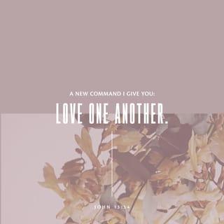 John 13:34 - “So I give you now a new commandment: Love each other just as much as I have loved you.