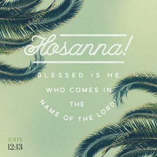 John 12:12-15 - On the morrow a great multitude that had come to the feast, when they heard that Jesus was coming to Jerusalem, took the branches of the palm trees, and went forth to meet him, and cried out, Hosanna: Blessed is he that cometh in the name of the Lord, even the King of Israel. And Jesus, having found a young ass, sat thereon; as it is written, Fear not, daughter of Zion: behold, thy King cometh, sitting on an ass’s colt.
