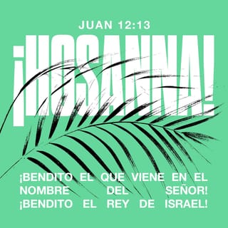 Juan 12:13 - Tomaron ramas de palma y salieron a recibirlo mientras gritaban a voz en cuello:
—¡Hosanna!
—¡Bendito el que viene en el nombre del Señor!
—¡Bendito el Rey de Israel!