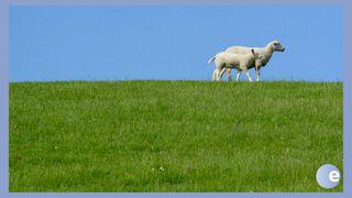 Lying Down In Green Pastures Psalm 23:4 King James Version