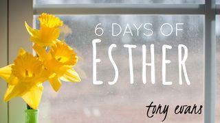 6 Days Of Esther Esther 6:1-14 New American Standard Bible - NASB 1995