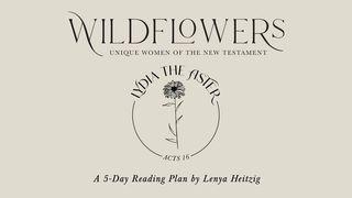 Wildflowers: Lydia the Aster Actes 16:14 La Sainte Bible par Louis Segond 1910
