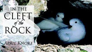 In the Cleft of the Rock 2 Corinthians 4:8-10 Amplified Bible, Classic Edition