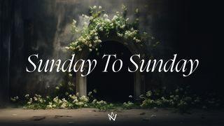 Sunday to Sunday John 12:1-19 New International Version