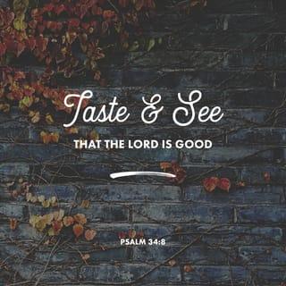 Psalms 34:8-10 - Taste and see that the LORD is good.
How happy is the person who takes refuge in him!
You who are his holy ones, fear the LORD,
for those who fear him lack nothing.
Young lions lack food and go hungry,
but those who seek the LORD
will not lack any good thing.