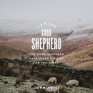 John 10:11 - “I am the good shepherd. The good shepherd sacrifices his life for the sheep.