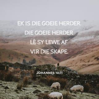 JOHANNES 10:11 - “Ek is die goeie herder. Die goeie herder lê sy lewe af vir die skape.