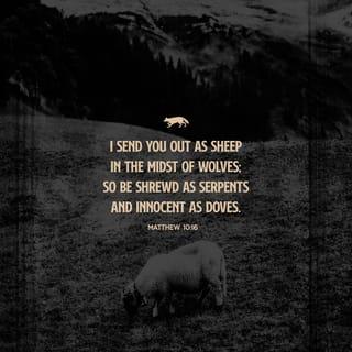 Matthew 10:16 - “Behold, I am sending you out as sheep in the midst of wolves, so be wise as serpents and innocent as doves.