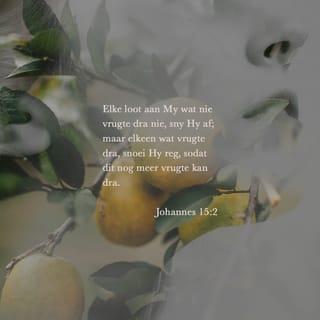JOHANNES 15:2 AFR83
