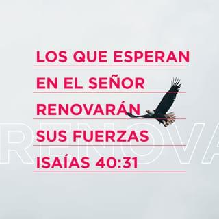 Isaías 40:31 - pero los que confían en el Señor recobran las fuerzas y levantan el vuelo, como las águilas; corren, y no se cansan; caminan, y no se fatigan.