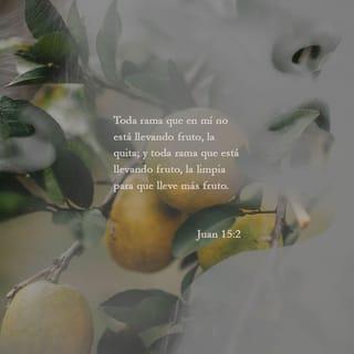Juan 15:2 - Toda rama que en mí no da fruto la corta; pero toda rama que da fruto la poda para que dé más fruto todavía.