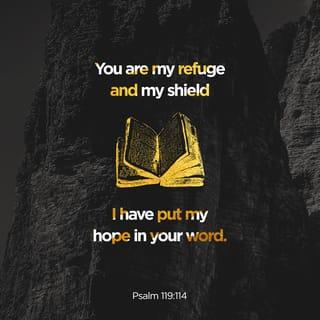 Psalm 119:114 - Thou art my hiding place and my shield:
I hope in thy word.