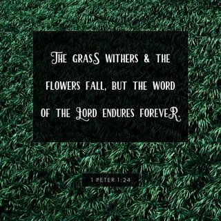 I Peter 1:24-25 - because
“All flesh is as grass,
And all the glory of man as the flower of the grass.
The grass withers,
And its flower falls away,
But the word of the LORD endures forever.”
Now this is the word which by the gospel was preached to you.
