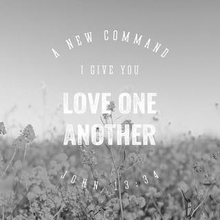 John 13:34 - I am giving you a new commandment, that you love one another. Just as I have loved you, so you too are to love one another.