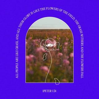 1 Peter 1:24 - As the Scriptures say,
“People are like grass;
their beauty is like a flower in the field.
The grass withers and the flower fades.