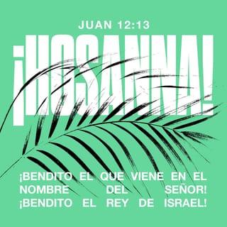 S. Juan 12:13 - tomaron ramas de palmera y salieron a recibirle, y clamaban: ¡Hosanna! ¡Bendito el que viene en el nombre del Señor, el Rey de Israel!