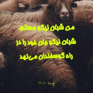 یوحنا 11:10 - «من شبان نیکو هستم. شبان نیکو از جان خود می‌گذرد تا گوسفندان را از چنگال گرگها نجات دهد.