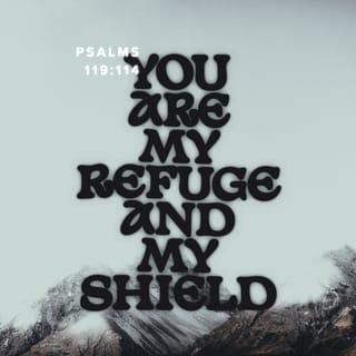 Psalms 119:113-120 NCV