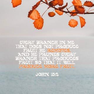 John 15:2 - Every branch in me that beareth not fruit, he taketh it away: and every branch that beareth fruit, he cleanseth it, that it may bear more fruit.