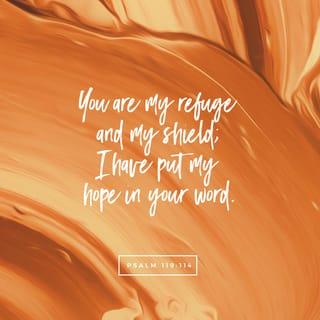 Psalms 119:114 - You are my refuge and my shield;
I have put my hope in your word.