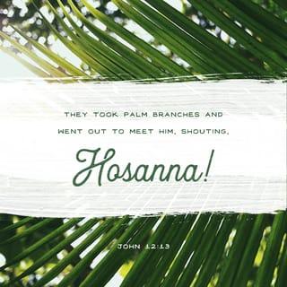 John 12:12-19 - The next day the great crowd that had come for the festival heard that Jesus was on his way to Jerusalem. They took palm branches and went out to meet him, shouting,
“Hosanna!”

“Blessed is he who comes in the name of the Lord!”

“Blessed is the king of Israel!”
Jesus found a young donkey and sat on it, as it is written:
“Do not be afraid, Daughter Zion;
see, your king is coming,
seated on a donkey’s colt.”
At first his disciples did not understand all this. Only after Jesus was glorified did they realize that these things had been written about him and that these things had been done to him.
Now the crowd that was with him when he called Lazarus from the tomb and raised him from the dead continued to spread the word. Many people, because they had heard that he had performed this sign, went out to meet him. So the Pharisees said to one another, “See, this is getting us nowhere. Look how the whole world has gone after him!”