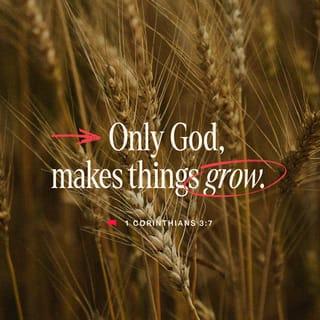 1 Corinthians 3:6-7 - I planted the seed in your hearts, and Apollos watered it, but it was God who made it grow. It’s not important who does the planting, or who does the watering. What’s important is that God makes the seed grow.